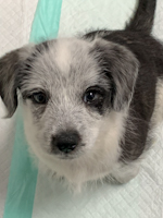 Winston