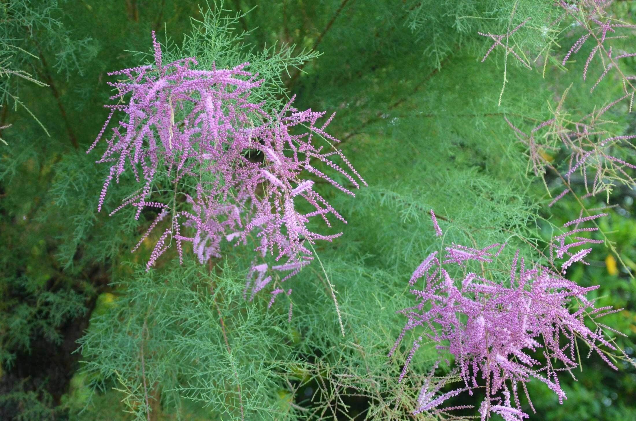 Salt Cedar