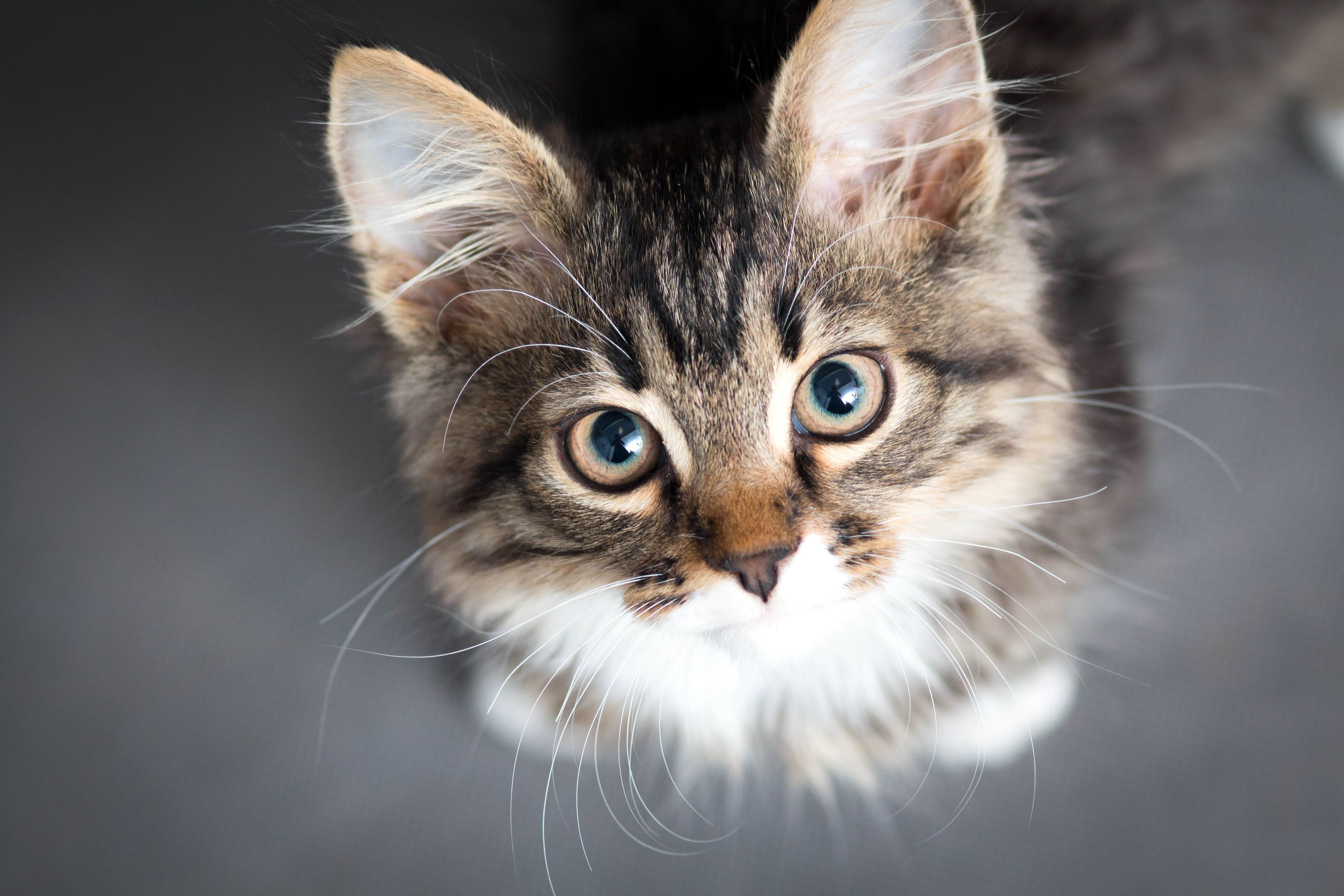 Give a Day of Shelter for Homeless Pets