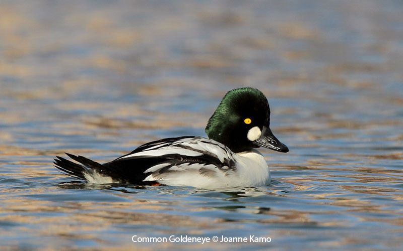 Common Goldeneye