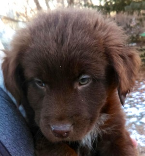 Kulbert - ADOPTED