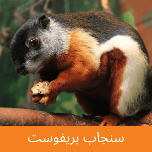 Prevost's Squirrel
