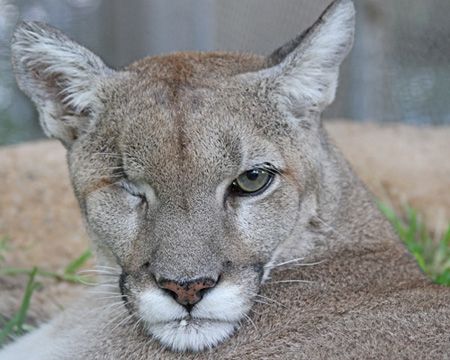 Despite the loss of an eye, Cascabel the mountain lion, has a good life here at the sanctuary.