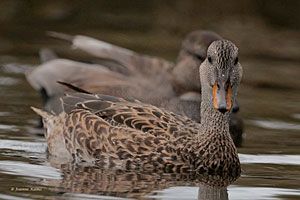 Gadwall (female)