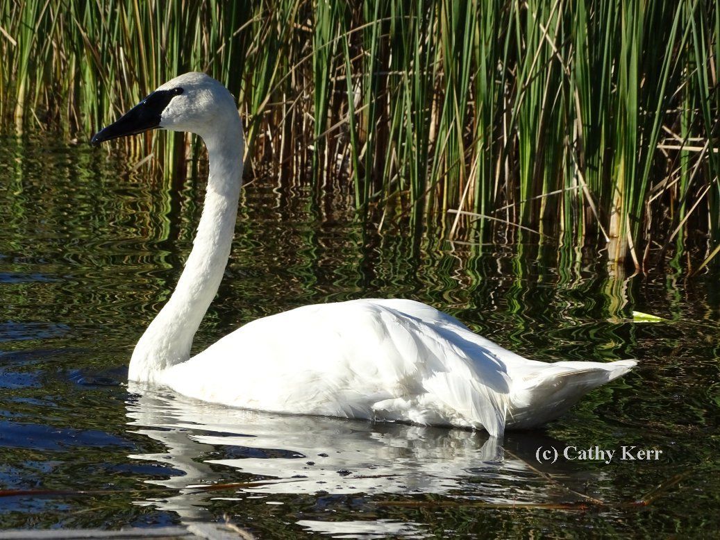 My Swan Story - by Cathy K.