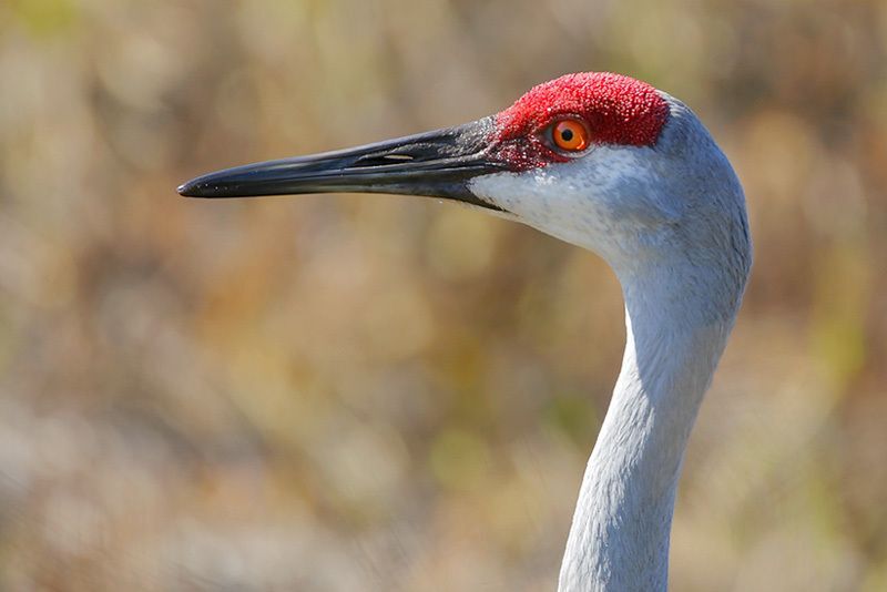  Our Sandhill Cranes Are Back! - Galveston, TX