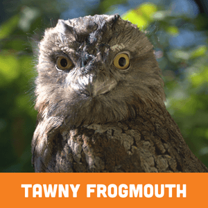 tawny frogmouth