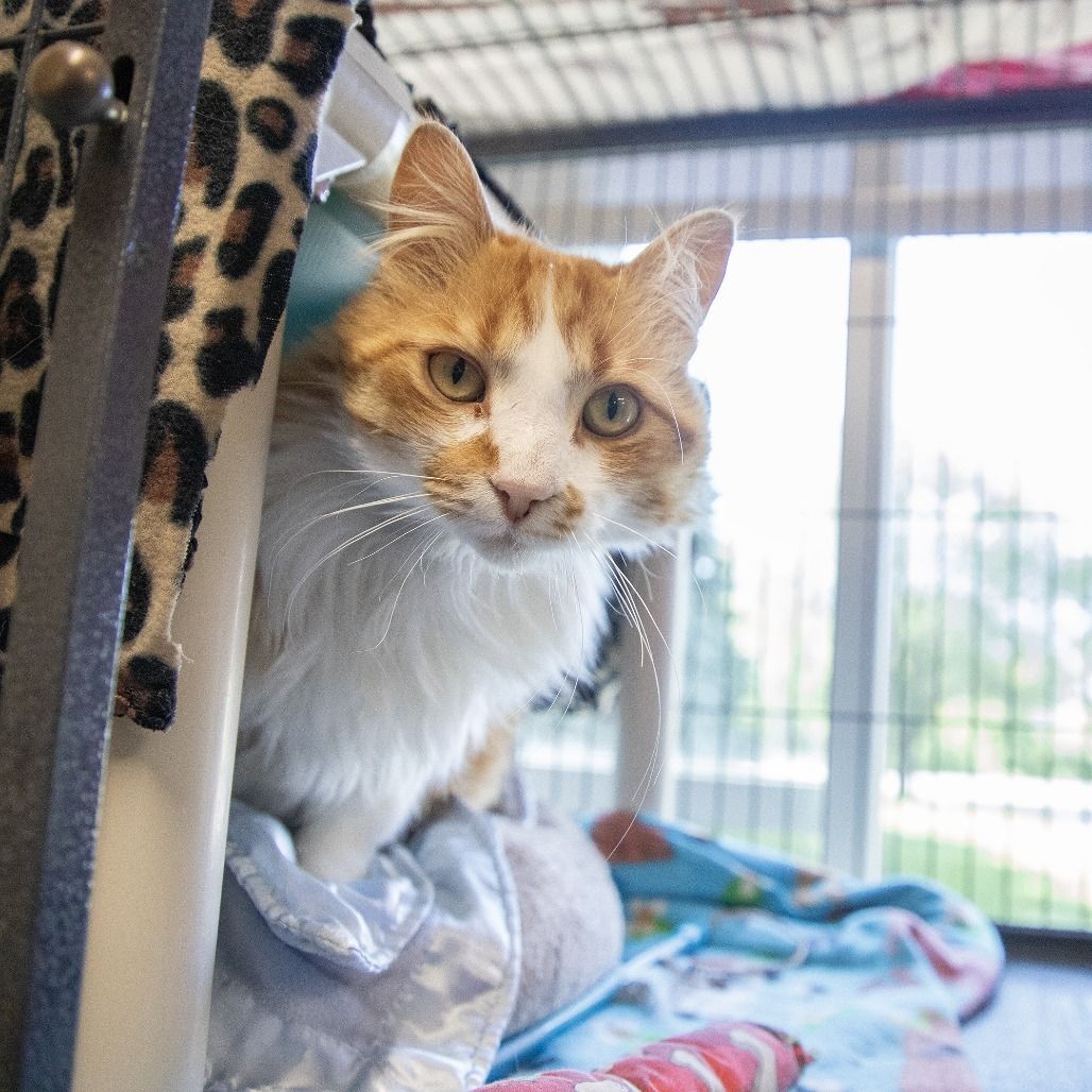 We're at Cat-pacity, So All Adult Cats Are 50% Off!