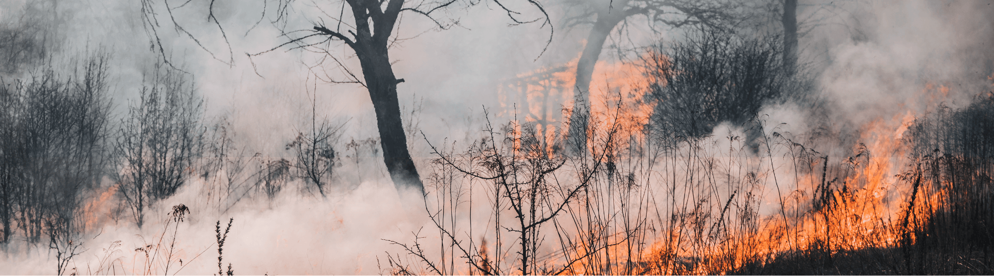 Wildlife Safety and Drought in the Urban Forest Webinar