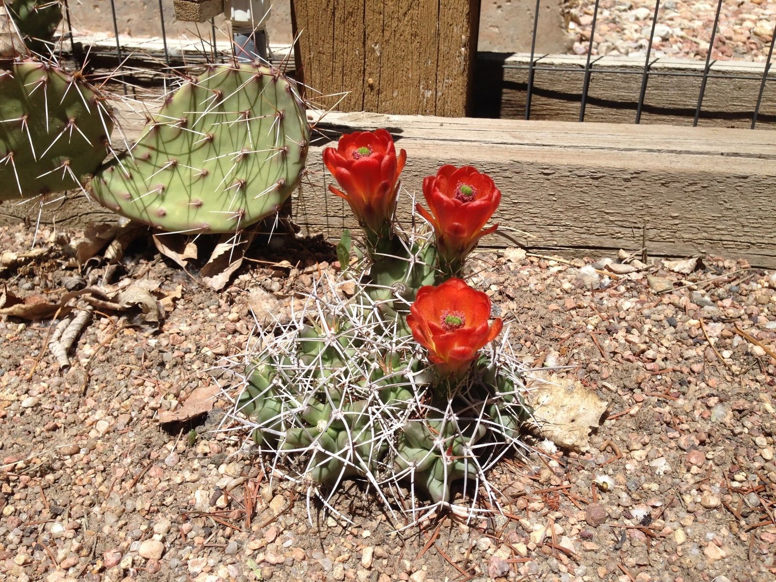 Gallery Community Colorado Cactus & Succulent Society