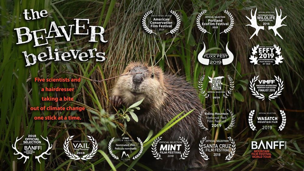 beaver