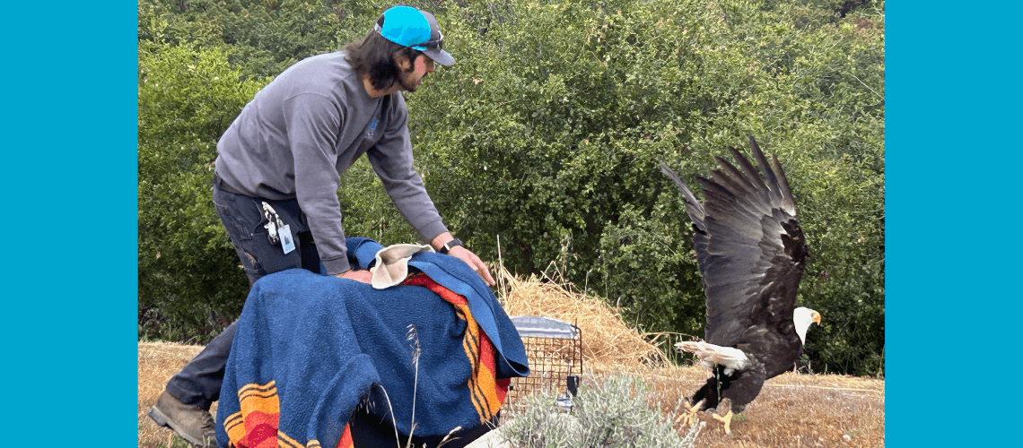 Rescued Eagle Flies Free