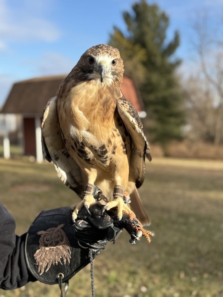 Red Tailed Hawk For Donations To MRC