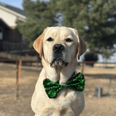 Paragon Press - March 2026