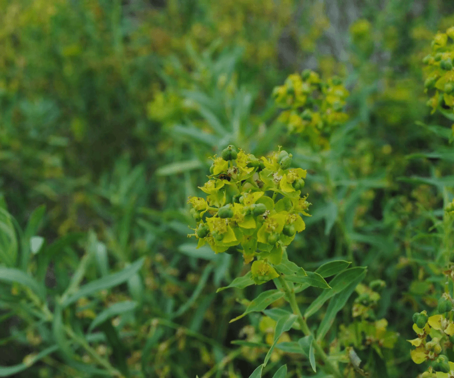 Leafy Spurge