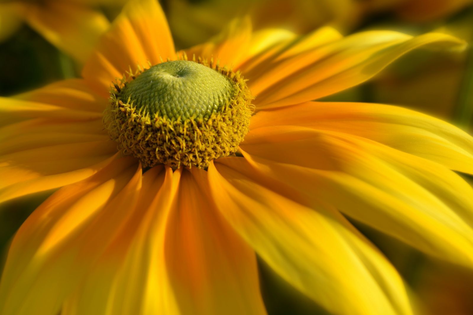 A close-up of a bright yellow daisy