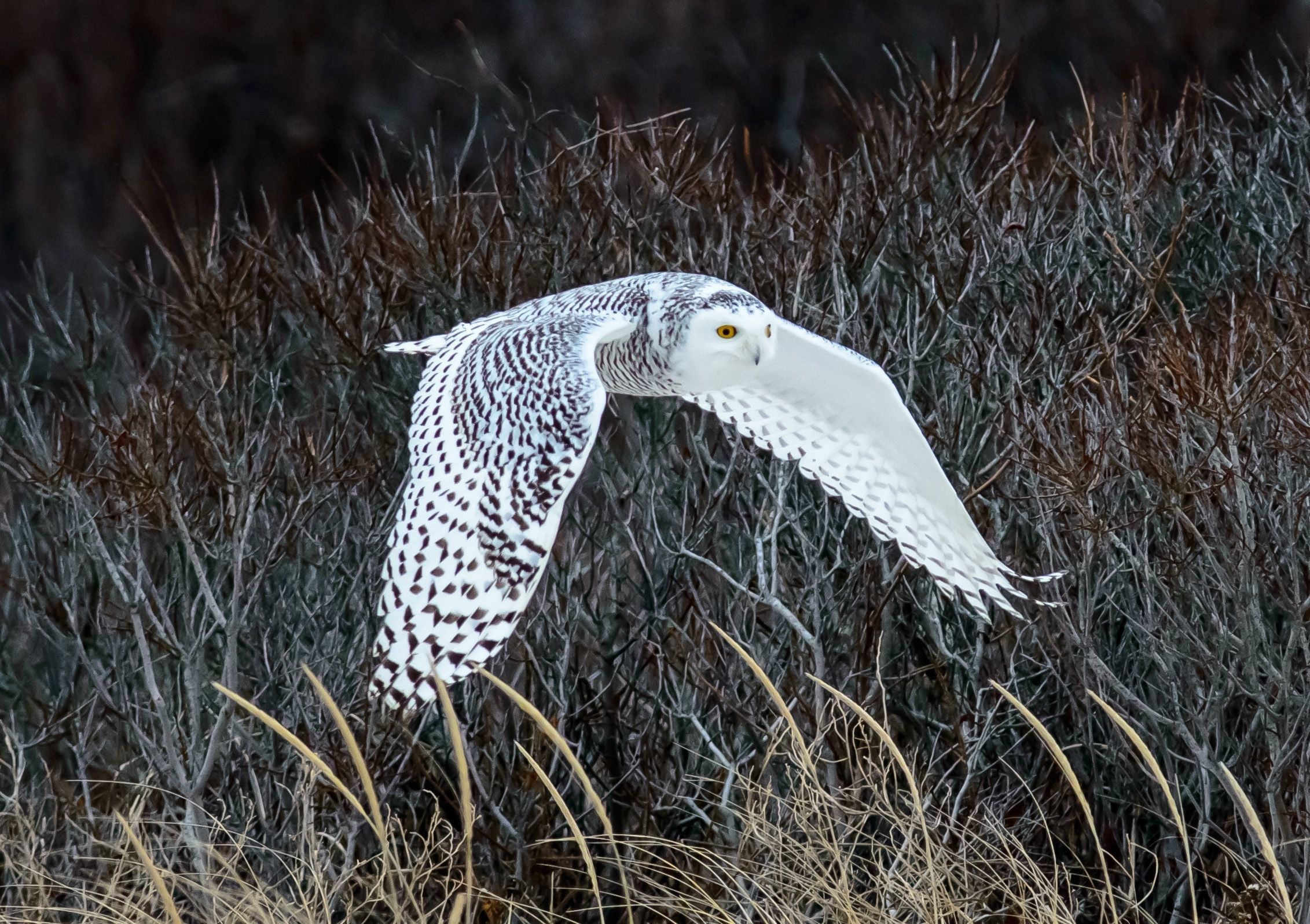 Snowy Owl In The Tundra