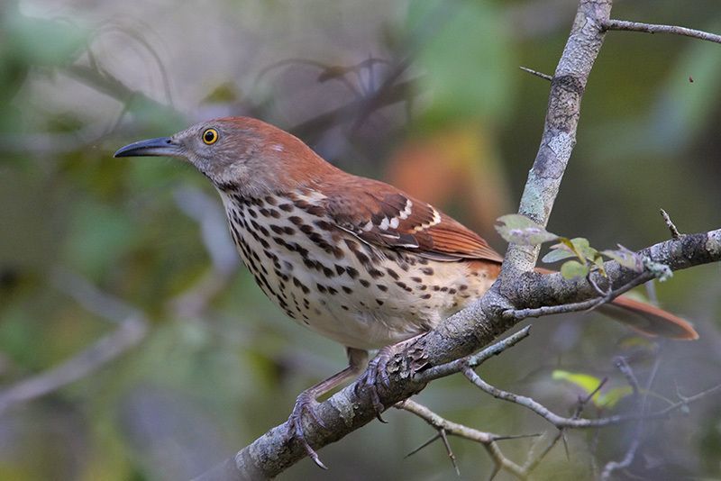 Brown Thrasher