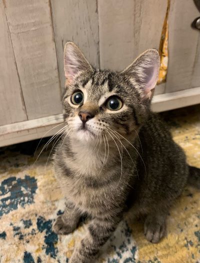 Nelson - Adoption Pending