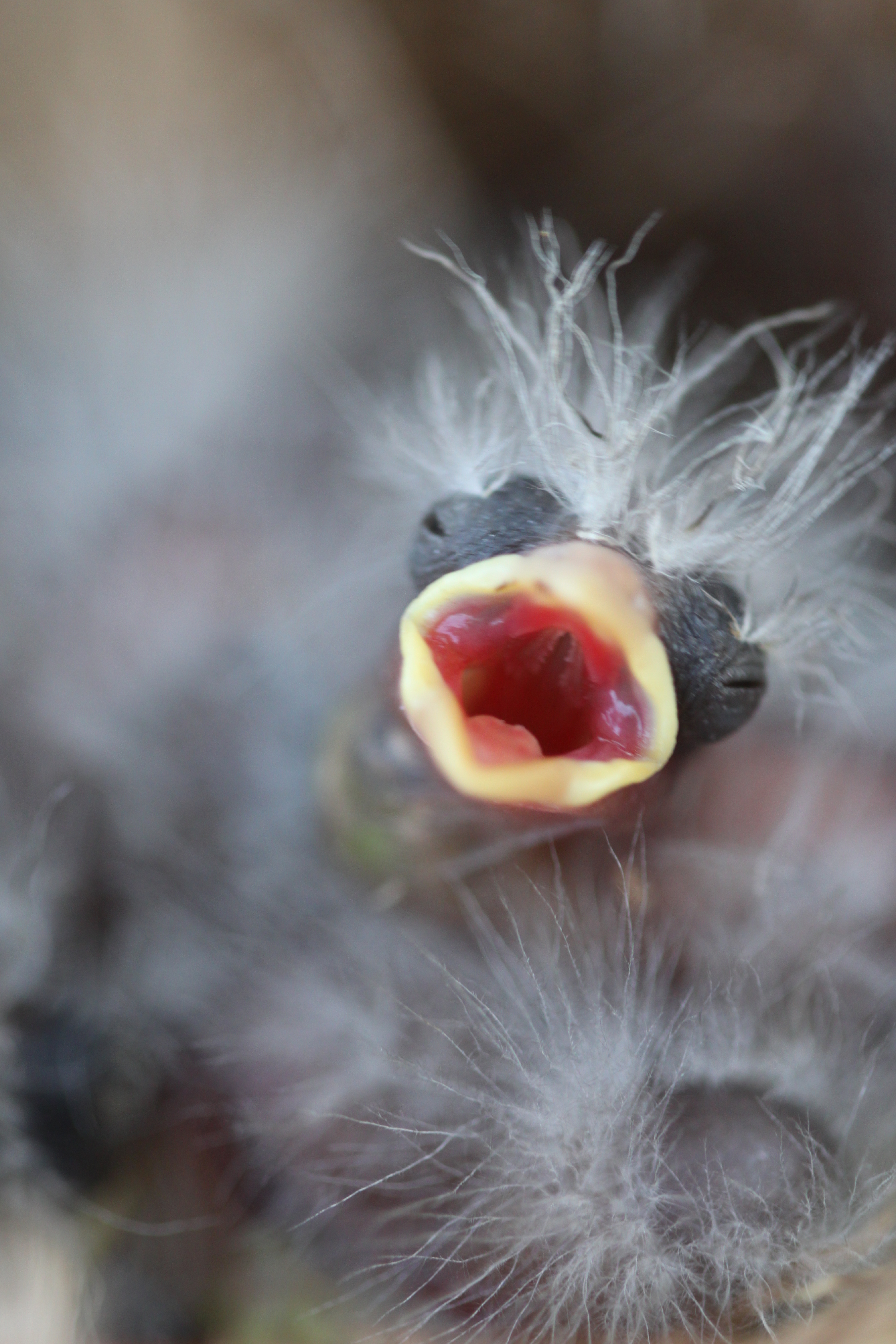 animal angels rescue birds minnesota