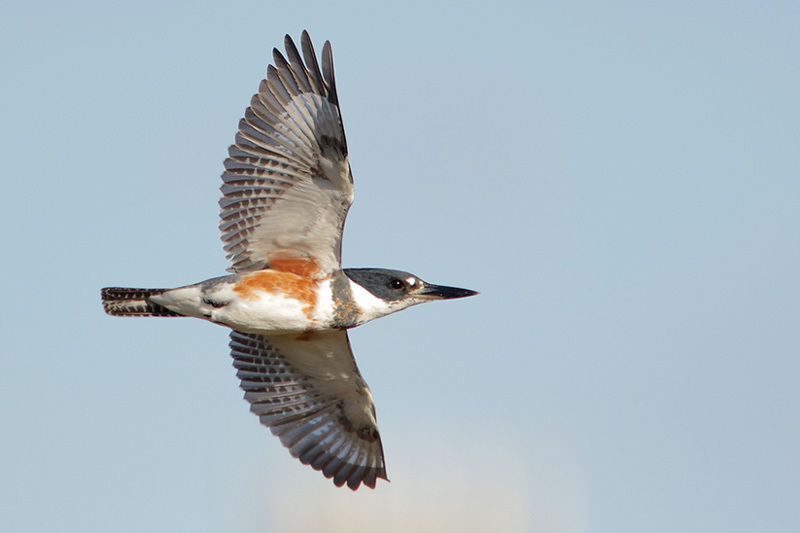 Adirondack Wildlife: The Belted Kingfisher - - The Adirondack Almanack