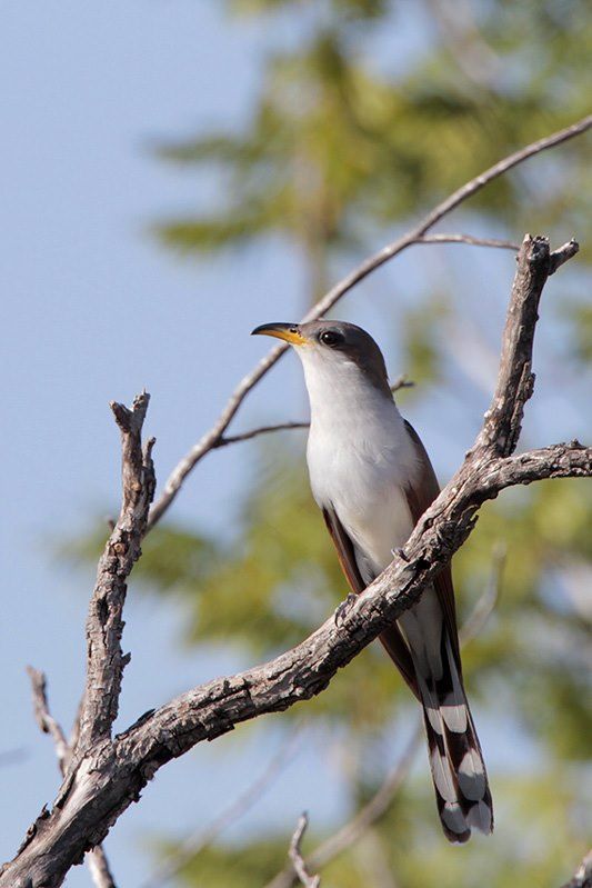 Yellow-billed Cuckoo