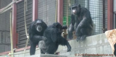 Tatu, Dar and Loulis on OUT steps