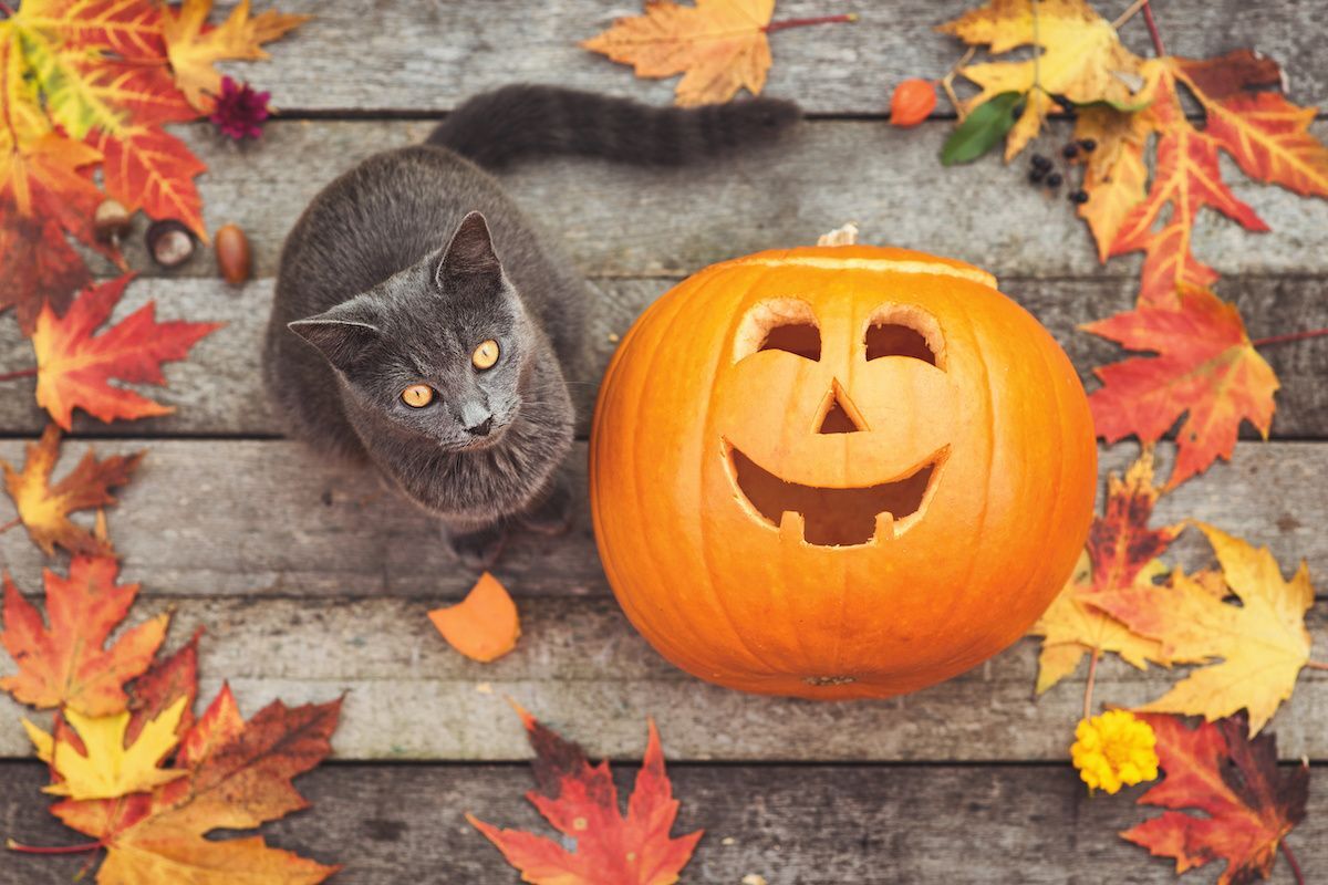 Meow-oween Adoption Promotion!