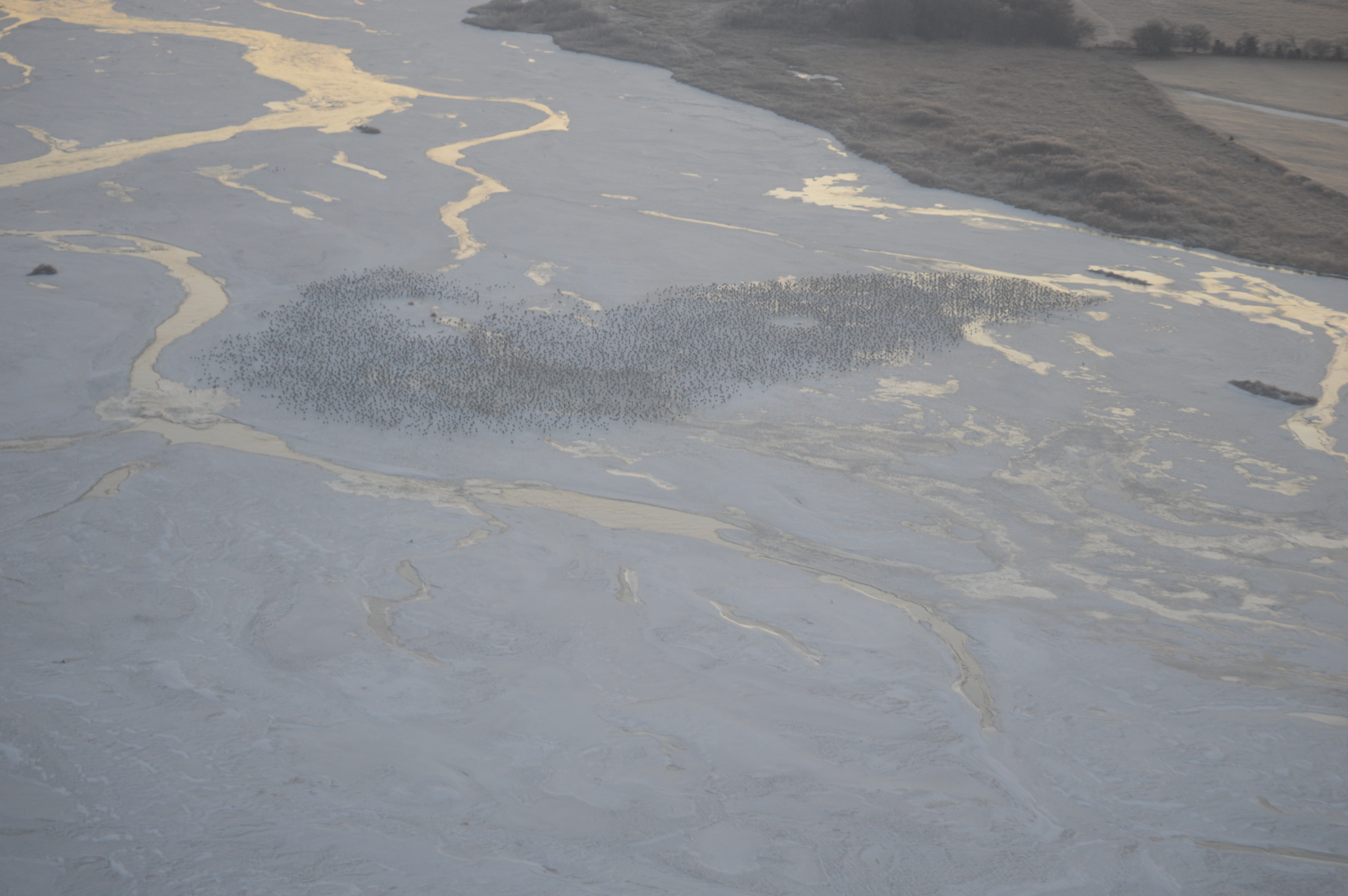 Sandhill Crane Counts 2019 - Week 1