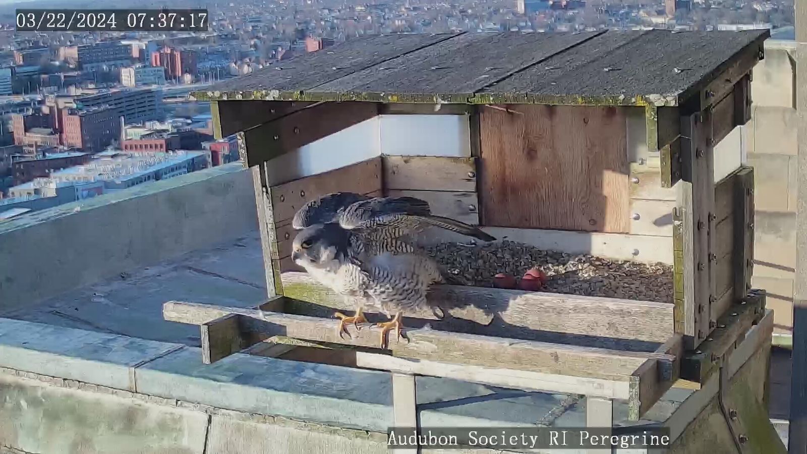 Watch: Peregrine Falcon Cam | Providence, RI | Audubon Society of Rhode ...