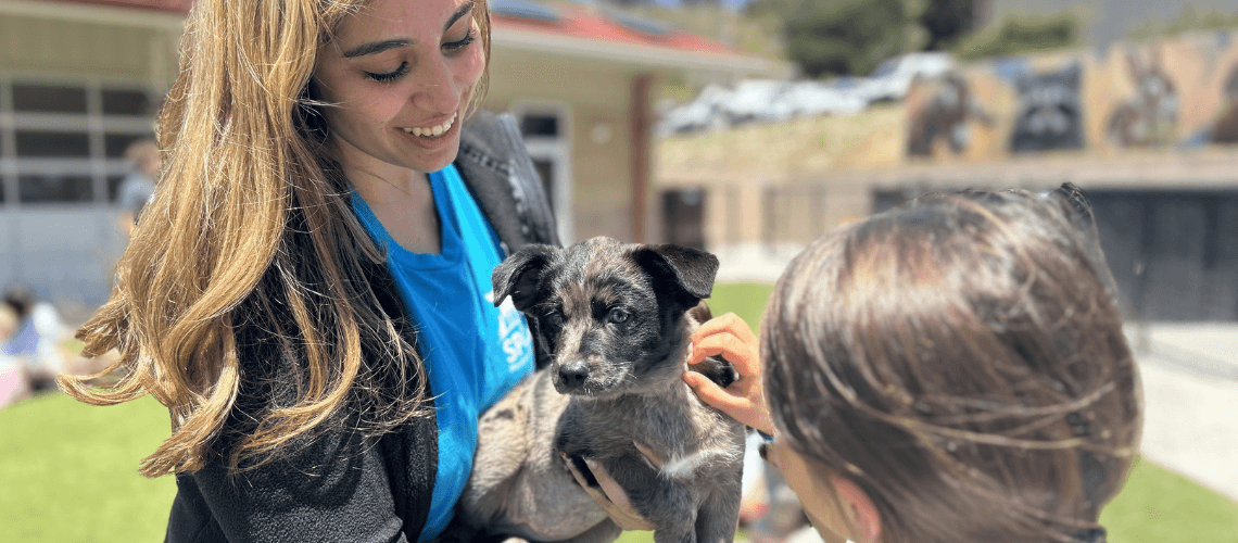 Animal Camp