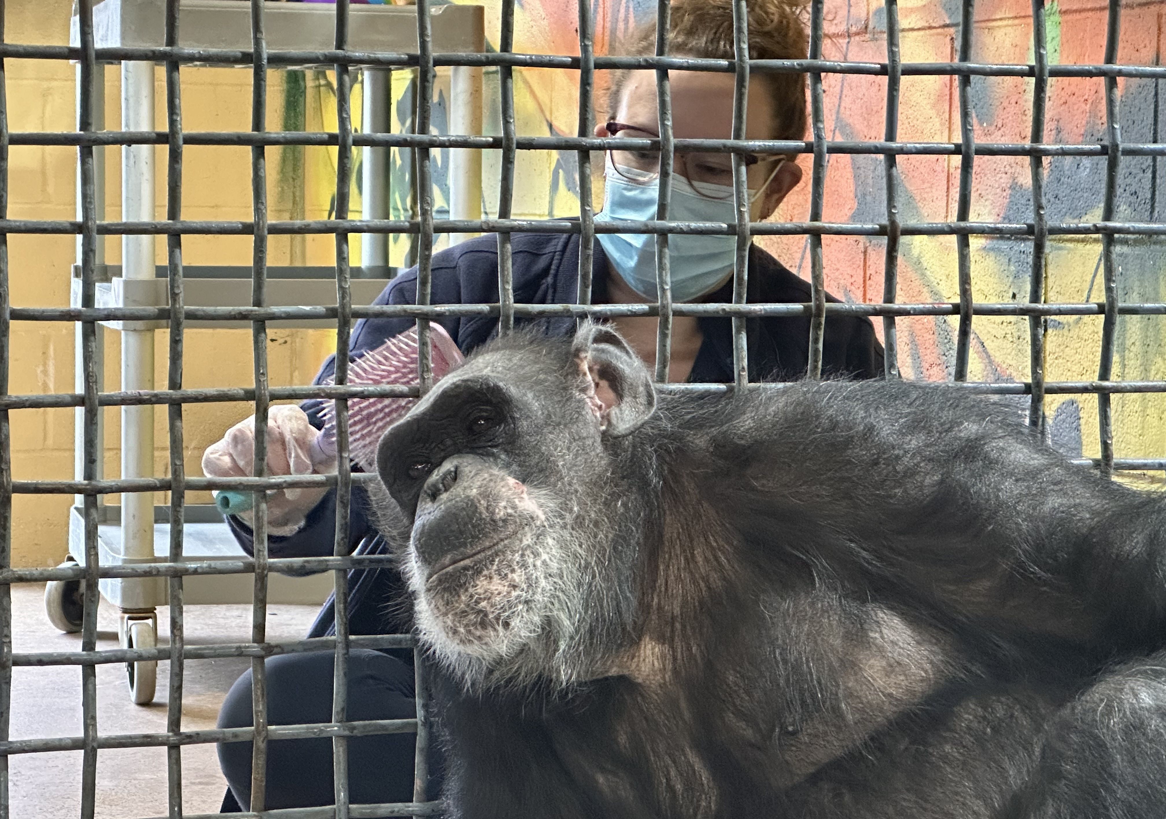 caregiver brushing chimpanzee Tatu