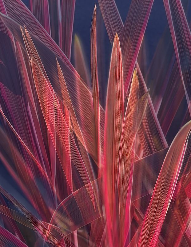 Splendor of Grasses