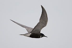 Beak of the Week: Black Tern