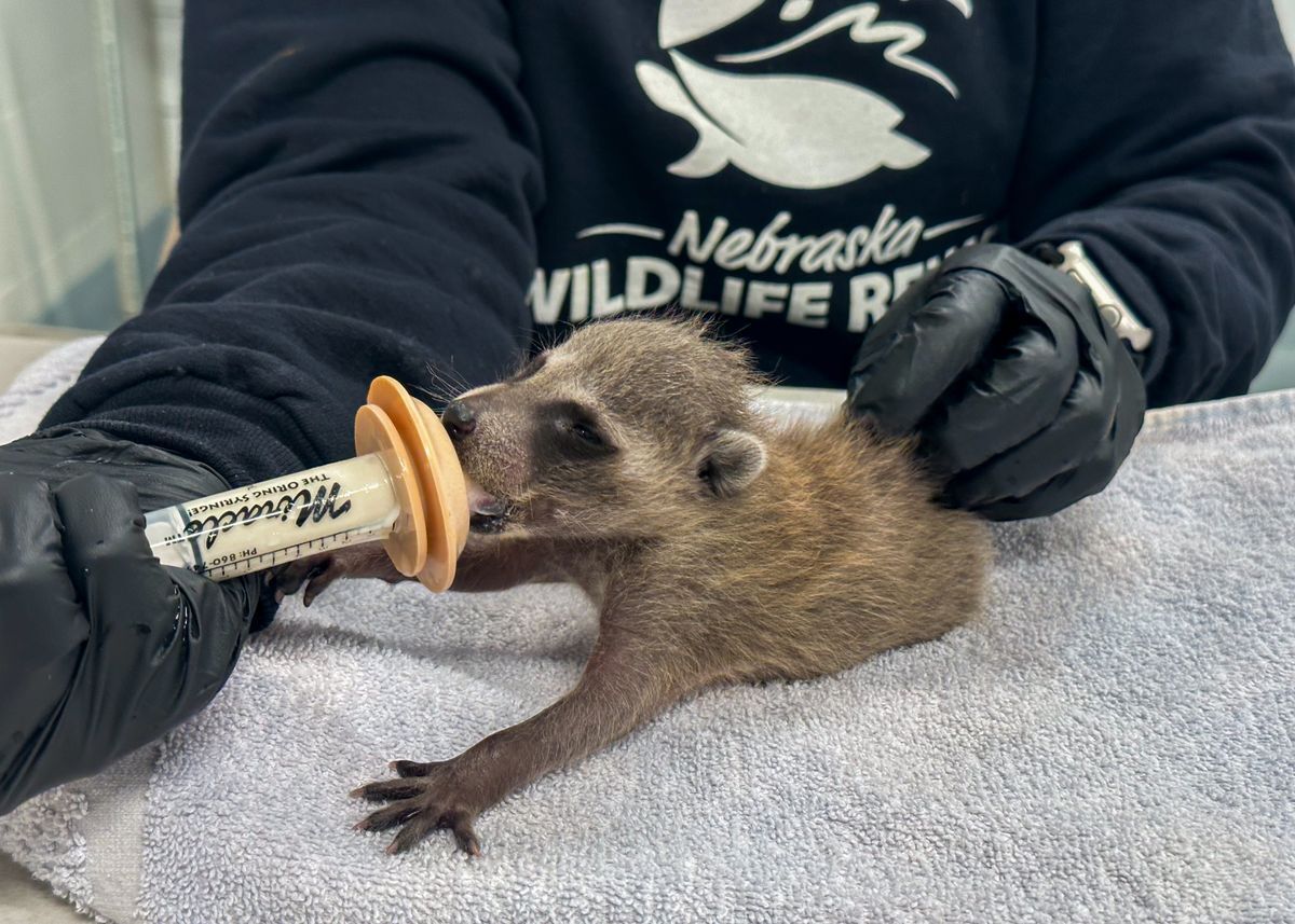 baby raccoon nebraska wildlife rehab