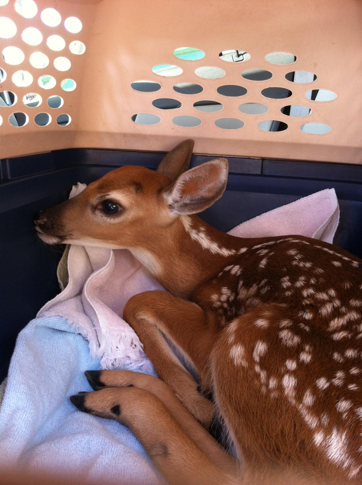 Fawn Reunited with her Mom