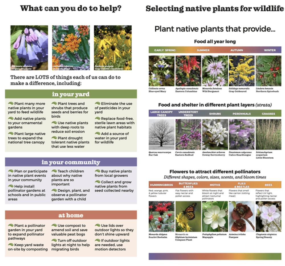 It’s Native Plant Month in Ohio and Across the Nation!