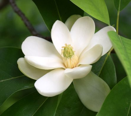Native Tree of the Year