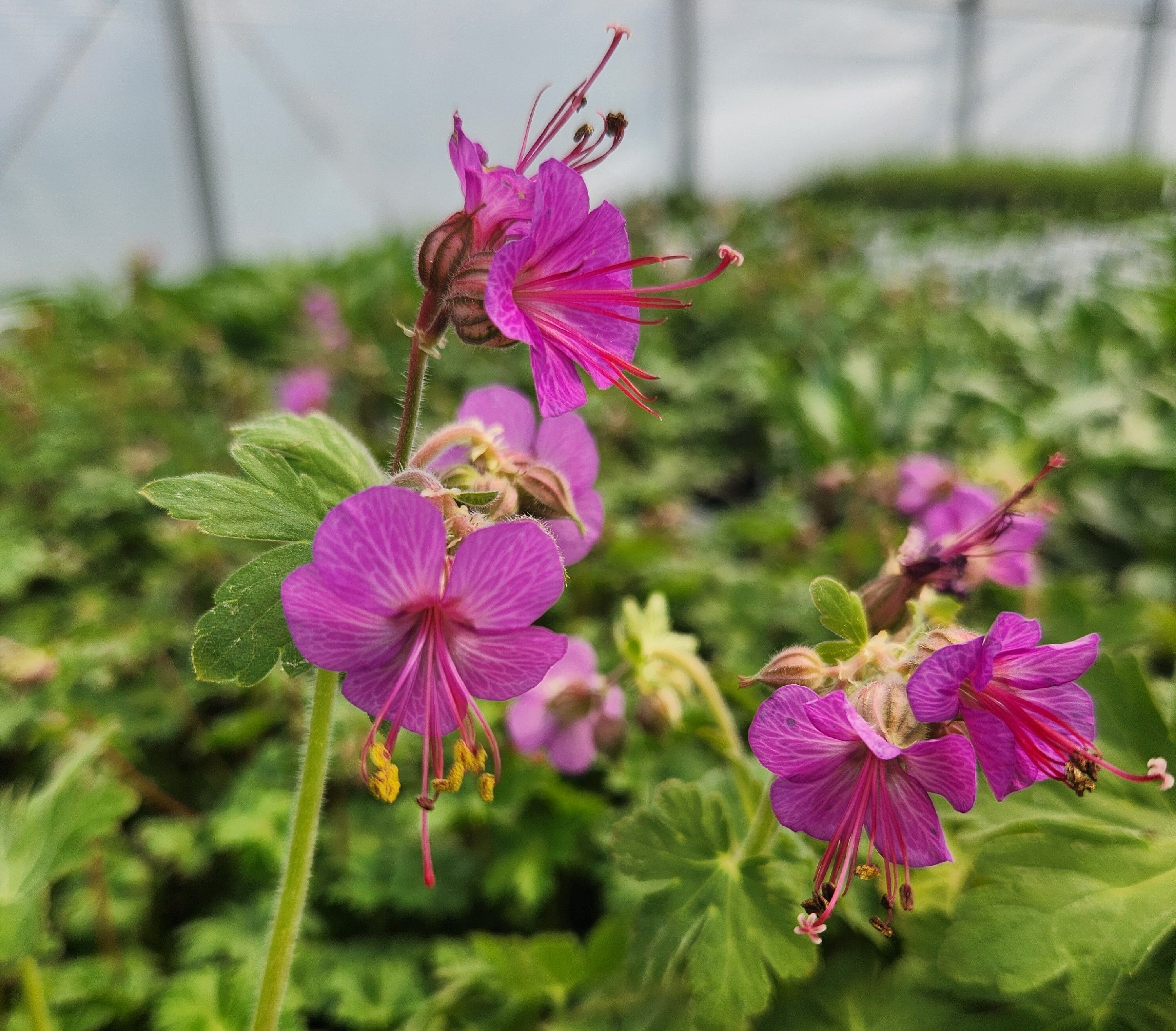 Bright pink geranium flowers 