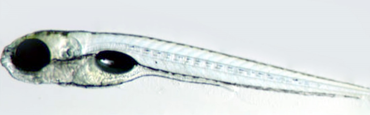 Usher 1F Research at the Corey Laboratory, Harvard Medical School