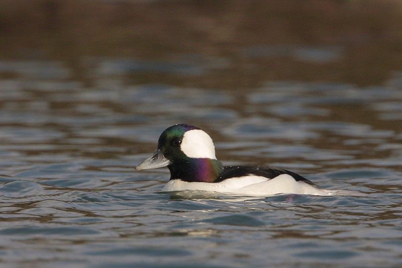 Bufflehead