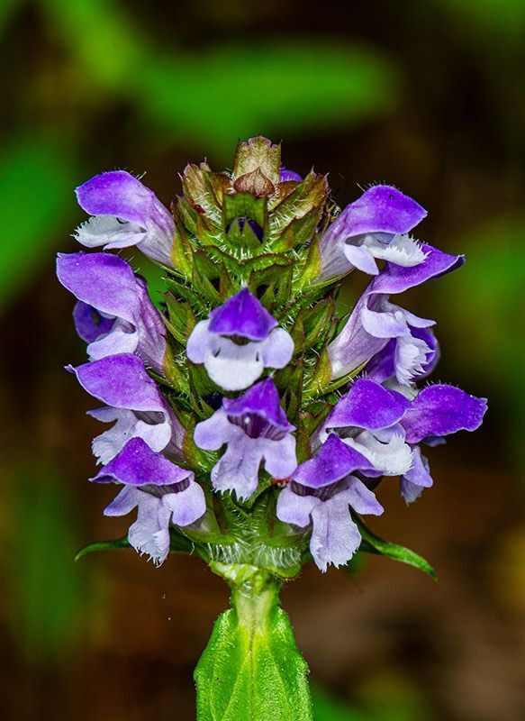 Common Selfheal