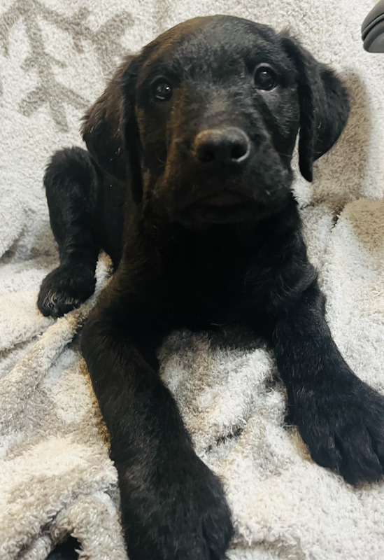 Xola - ADOPTION PENDING