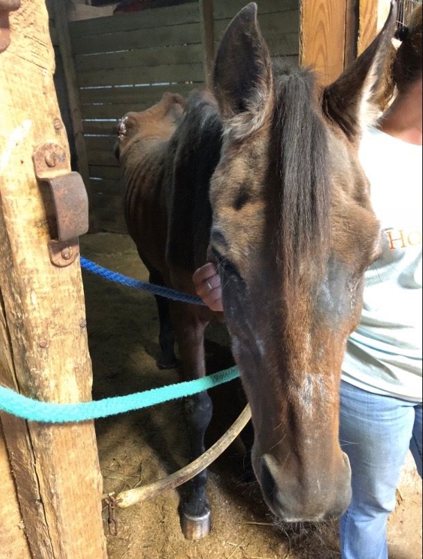 Dale arrived at Horse Haven