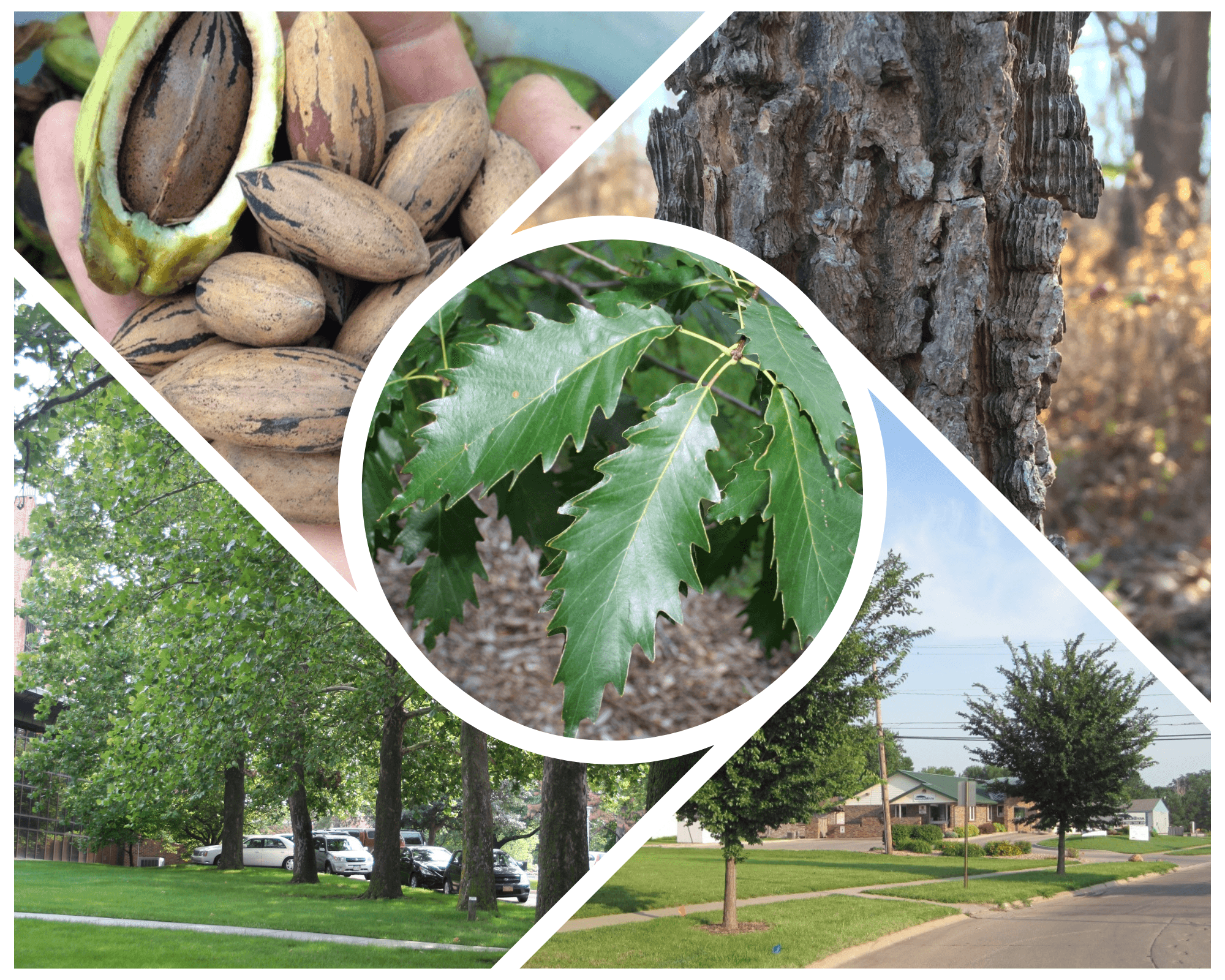 Five underutilized but valuable trees to plant in Nebraska are pecan, hackberry, sycamore, Triumph elm and chinkapin oak. 