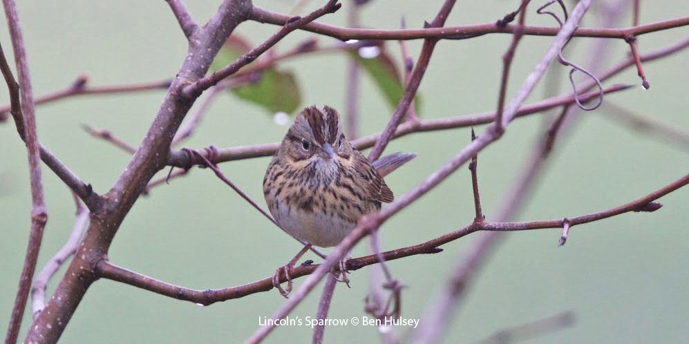 Lincoln's Sparrow