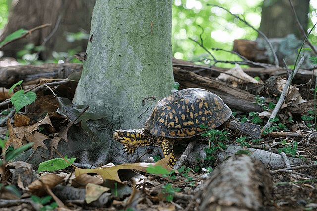 Wild for Box Turtles