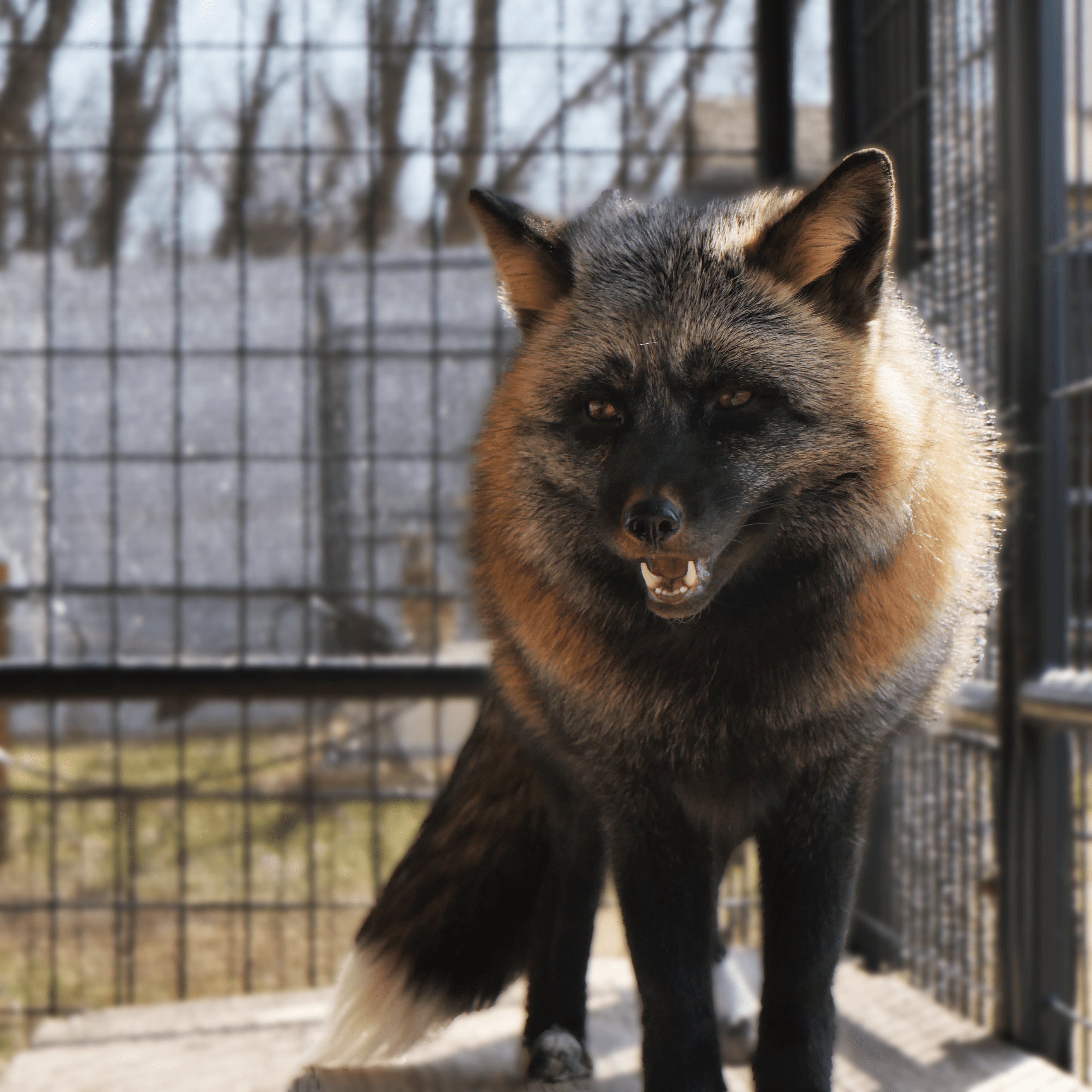 Cross Fox | RINGO
