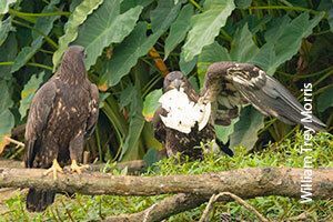 Young eagles with plastic plate