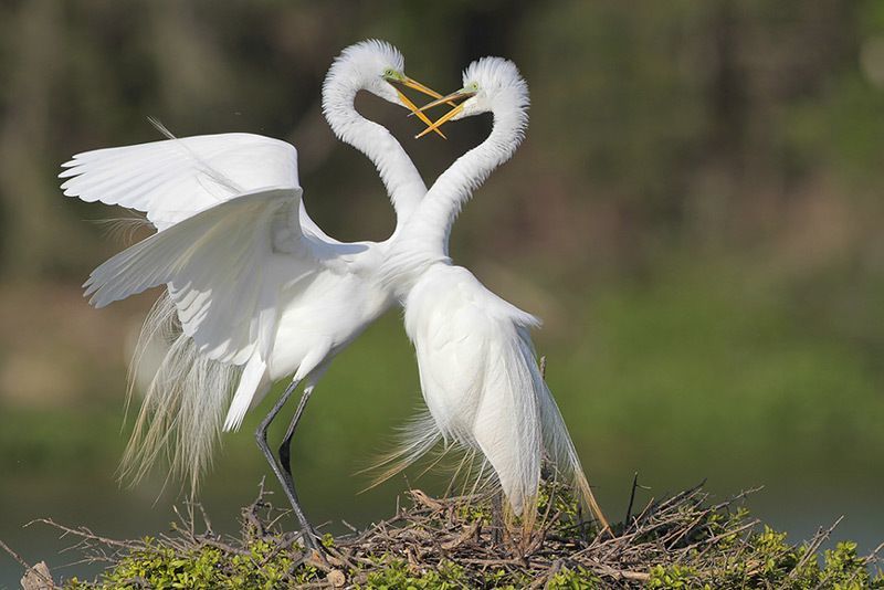 Great Egrets (courting)
